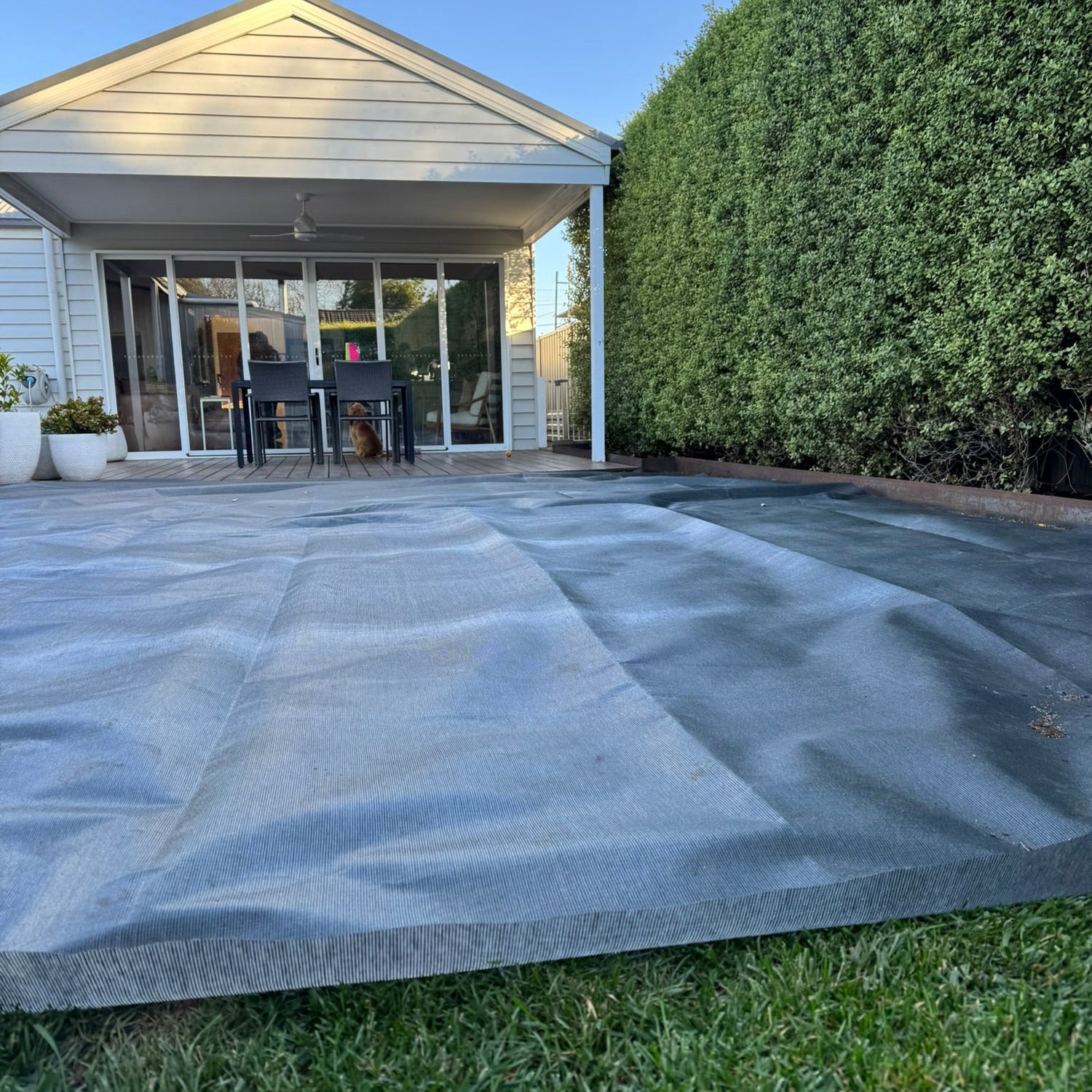 Tall Fescue Victoria Bartlett TurfRise mesh growth cover promoting grass growth or germination with grass growth blanket in cool climate backyard – permeable turf protection blanket for lawns