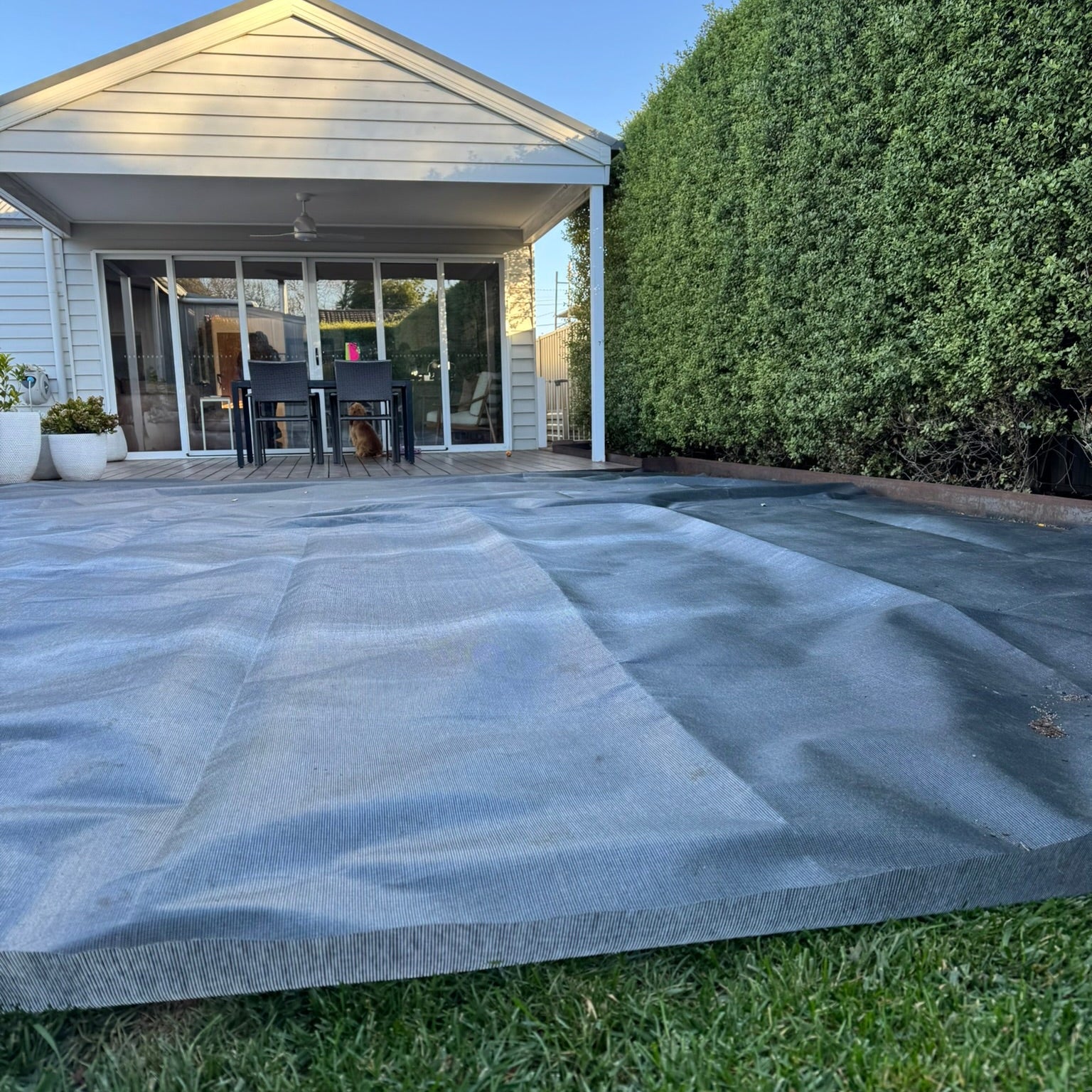 Tall Fescue Victoria Bartlett TurfRise mesh growth cover promoting grass growth or germination with grass growth blanket in cool climate backyard – permeable turf protection blanket for lawns